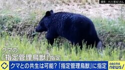 指定管理鳥獣にクマ追加へ 東出昌大「殺していいという大義名分になりかねない」 テレビの伝え方にも疑問符「数字が取れるからと加熱し過ぎだ」