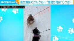 雪の中、喜び爆発でクルクル！柴犬の“感動の再会”じつは…「15分ぶりくらいw」