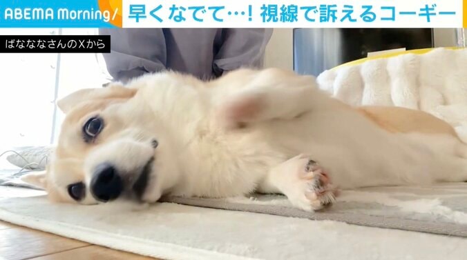 コーギーのあんずちゃん