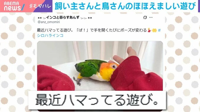 インコのとろろちゃん