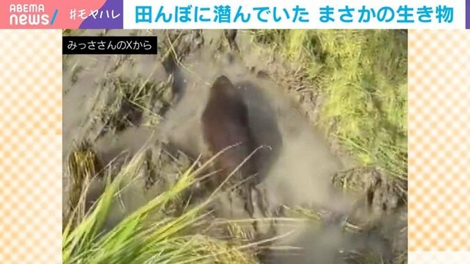 田んぼに潜んでいたまさかの生き物