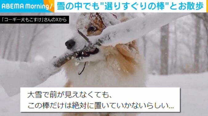 コーギーのもこすけくん