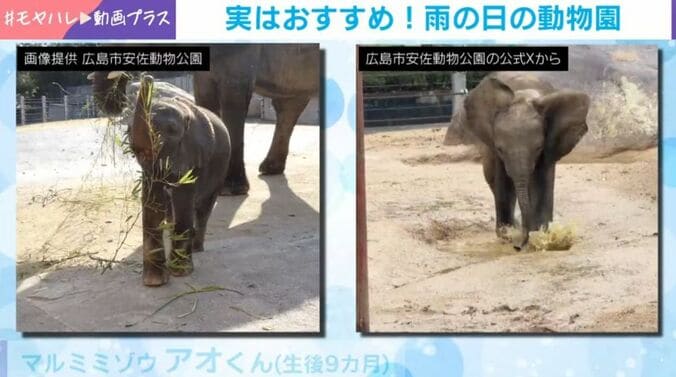 アオくん