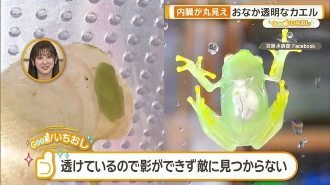 グラスフロッグ