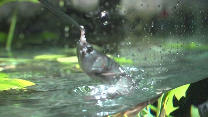 動物たちの可愛すぎる“食事タイム”に密着！ ホワイトタイガーこだわりのディナーとは？ 16枚目