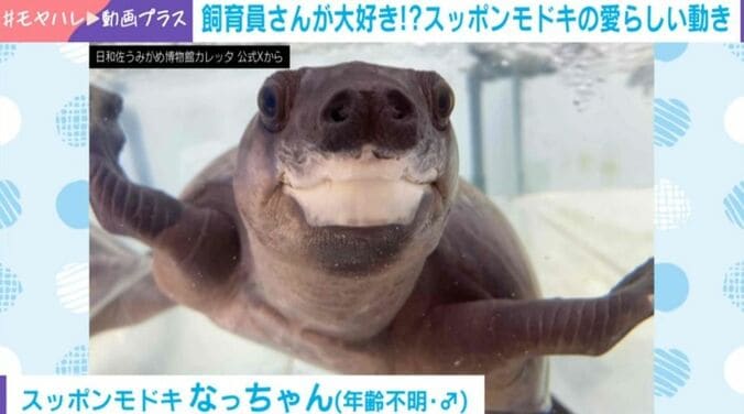 スッポンモドキのなっちゃん