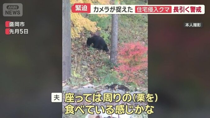 庭先で目撃したクマ