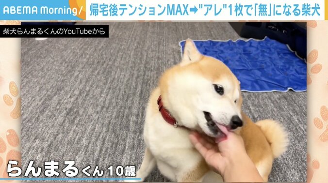 柴犬の「らんまる」くん