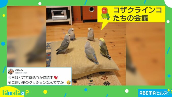 「会議」をしている“インコたち”が話題 投稿者「集まって話をしてる光景はよく見かけます」 1枚目