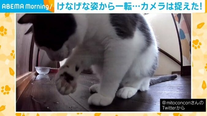 廊下を水浸しにした猫 一生懸命かき出そうとする姿が悶絶級 飼い主「なんて健気」 1枚目