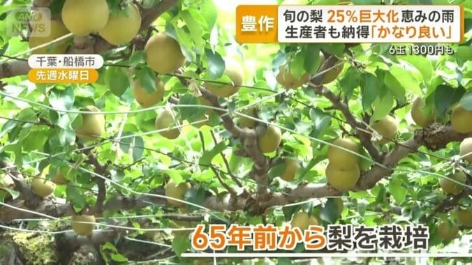 明治時代から農業を営む「芳蔵園」