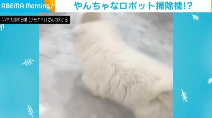 サモエドのハマ太郎