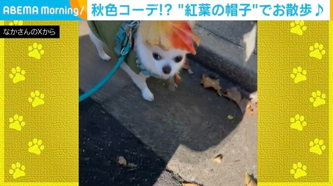 チワワのいずも丸くん