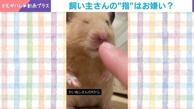 ハムスターのぼうちゃん