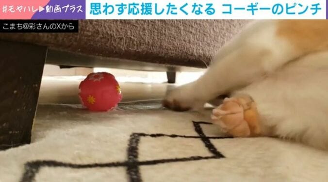 コーギーのこまちちゃん（6歳）