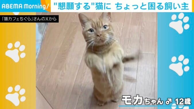 猫のモカちゃん