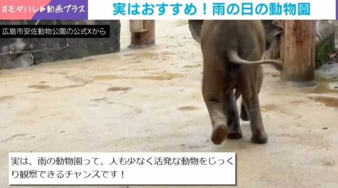 アオくん