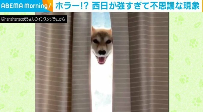 カーテンのすき間から“笑顔だけ”を見せる柴犬が「怖いけど可愛い」と話題 1枚目