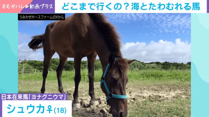 「ヨナグニウマ」のシュウカちゃん