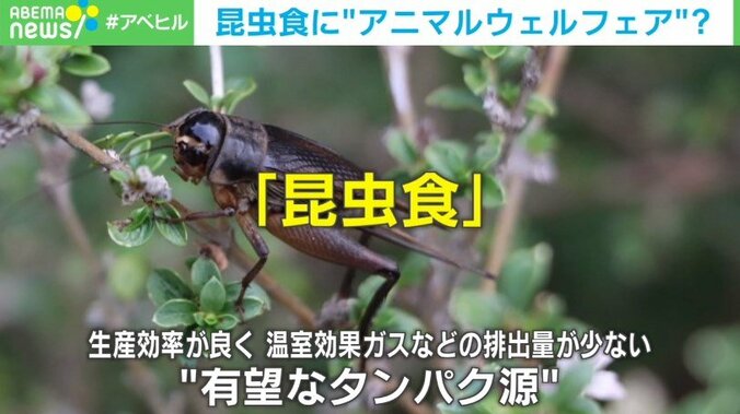 苦しんだ昆虫はおいしくない? 100億人時代に向け増産の昆虫食に”アニマルウェルフェア”は必要か 1枚目