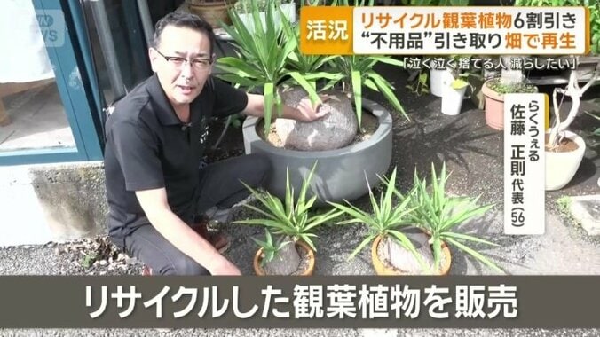 リサイクルした観葉植物を販売