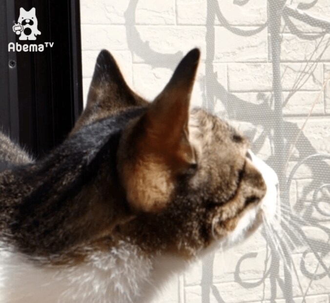 「寝るときも一緒だワン…」 柴犬と猫のトリオにほっこりする 2枚目