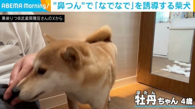 柴犬の牡丹ちゃん