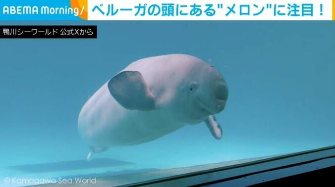 ベルーガ