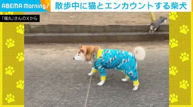 柴犬の福丸くん