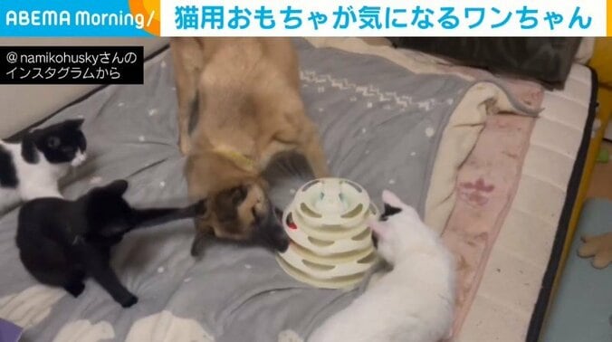 猫用おもちゃに夢中になる犬 周囲からの“抗議のパンチ”をものともしない姿が話題 1枚目