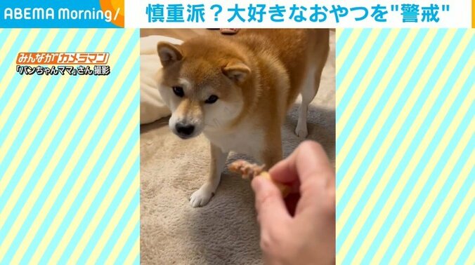 慎重に大好きなおやつを食べる柴犬 “警戒心強め”な姿に飼い主爆笑 1枚目