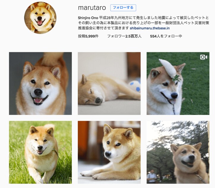 柴犬まる「まるくなってみたワン」可愛すぎて海外ファンからラブコールが止まらない