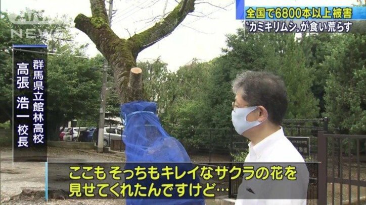 【情報まとめ】“我が国の文化や農業に大きな影響をもたらす懸念” 樹木食い荒らす特定外来生物「クビアカツヤカミキリ」対策本部を設置 20都府県に被害拡大 防除戦略など策定へ