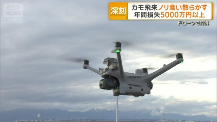 ノリを守る救世主・ドローン