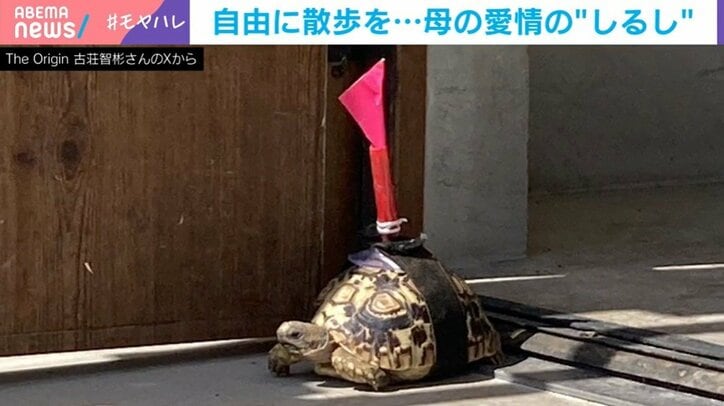 カメのハタコ