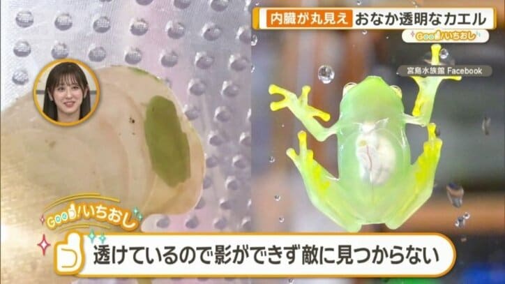 グラスフロッグ