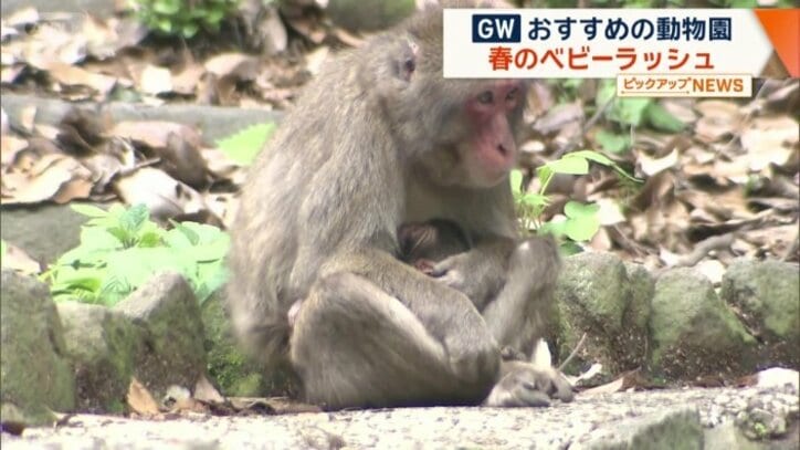 赤ちゃんを抱っこしたお母さんザル