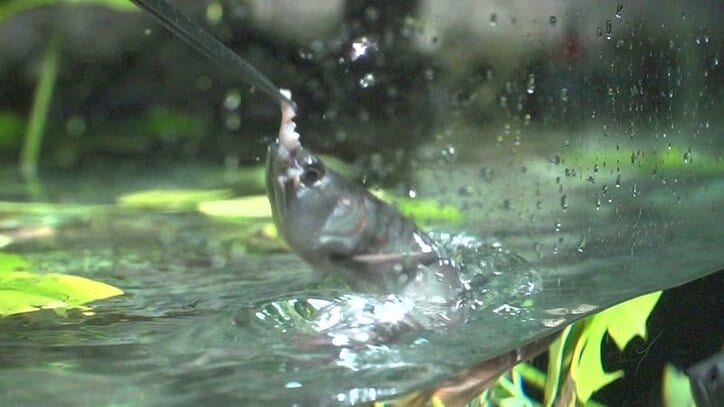 動物たちの可愛すぎる“食事タイム”に密着! ホワイトタイガーこだわりのディナーとは?