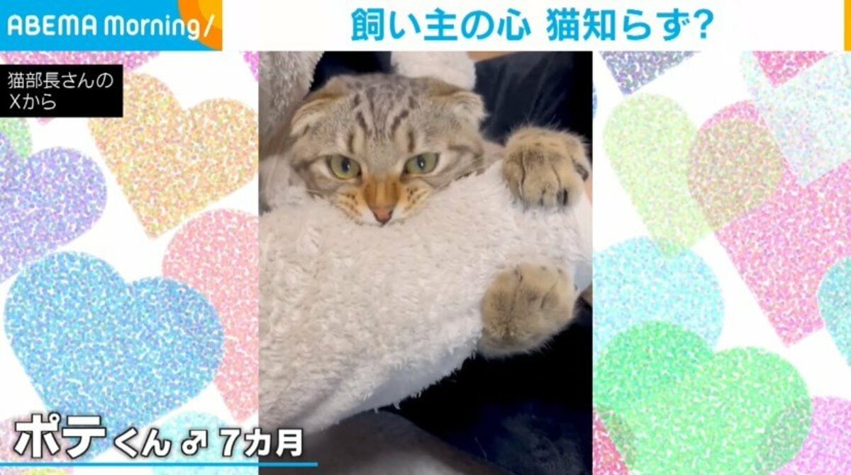 離すもんか！飼い主の腕にしがみつく猫の姿に「必死な手が可愛すぎる 