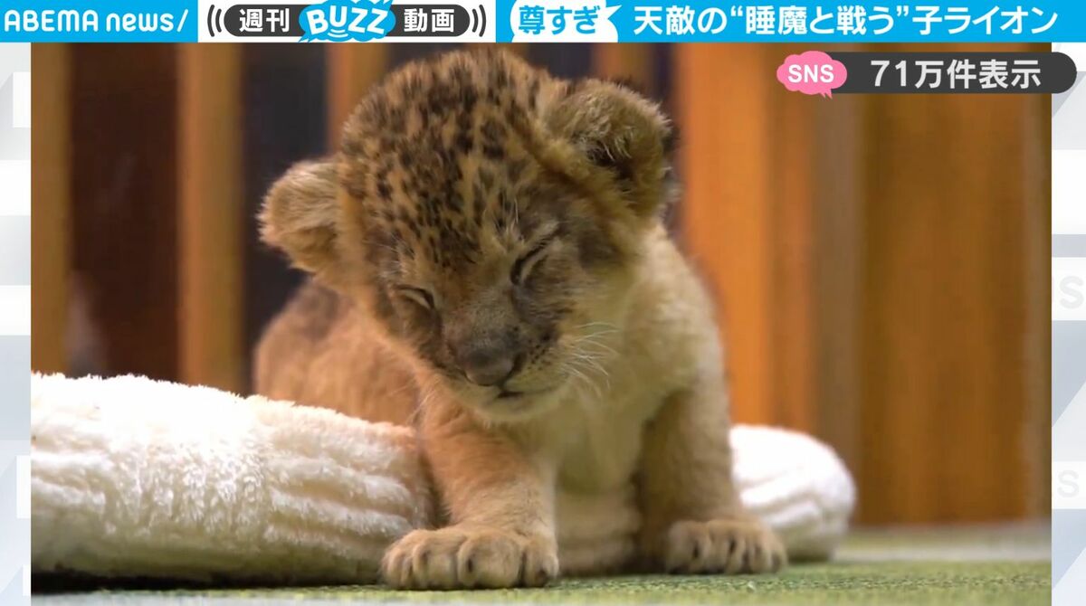 生後およそ1カ月の赤ちゃんライオン、睡魔と一生懸命戦ってる様子が
