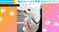 飼い主のバッグに入る“散歩キャンセル界隈”のポメラニアンが、SNSで話題「ひも片付けようとしてるの賢い！」「爆笑ww」