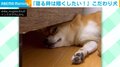 「眩しい!!」“暗さへの執念“がすごい柴犬 こだわりの寝床に飼い主「よくこんなポイント見つけるなぁ」