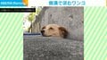 地面から犬の首!?散歩終わりのユニークすぎる“クールダウン”に「出られなくなるぞ笑」と反響