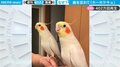 曲を忘れたインコが「ホ～ホケキョ」 驚きの展開にツッコミ相次ぐ…「誤魔化すな！ｗ」「なんでやｗ」