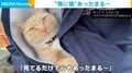 寒い日には床暖ならぬ“猫暖” 猫がコートに入りくつろぐ様子に「心もあったまる~」の声