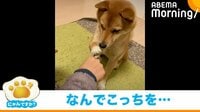 柴犬がおやつの“少ない方”を選択 悲しげに見つめる姿が話題