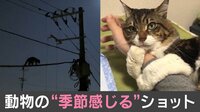 「シャー！」突然、“激おこ”する猫
