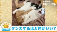 【映像】ジャンピングドロップキック!? 激しめな“兄妹喧嘩”をするネコたち