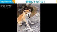 【映像】散歩中でも銅像のように固まる秋田犬