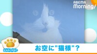【映像】窓に浮かび上がる愛猫の“奇跡の1枚”